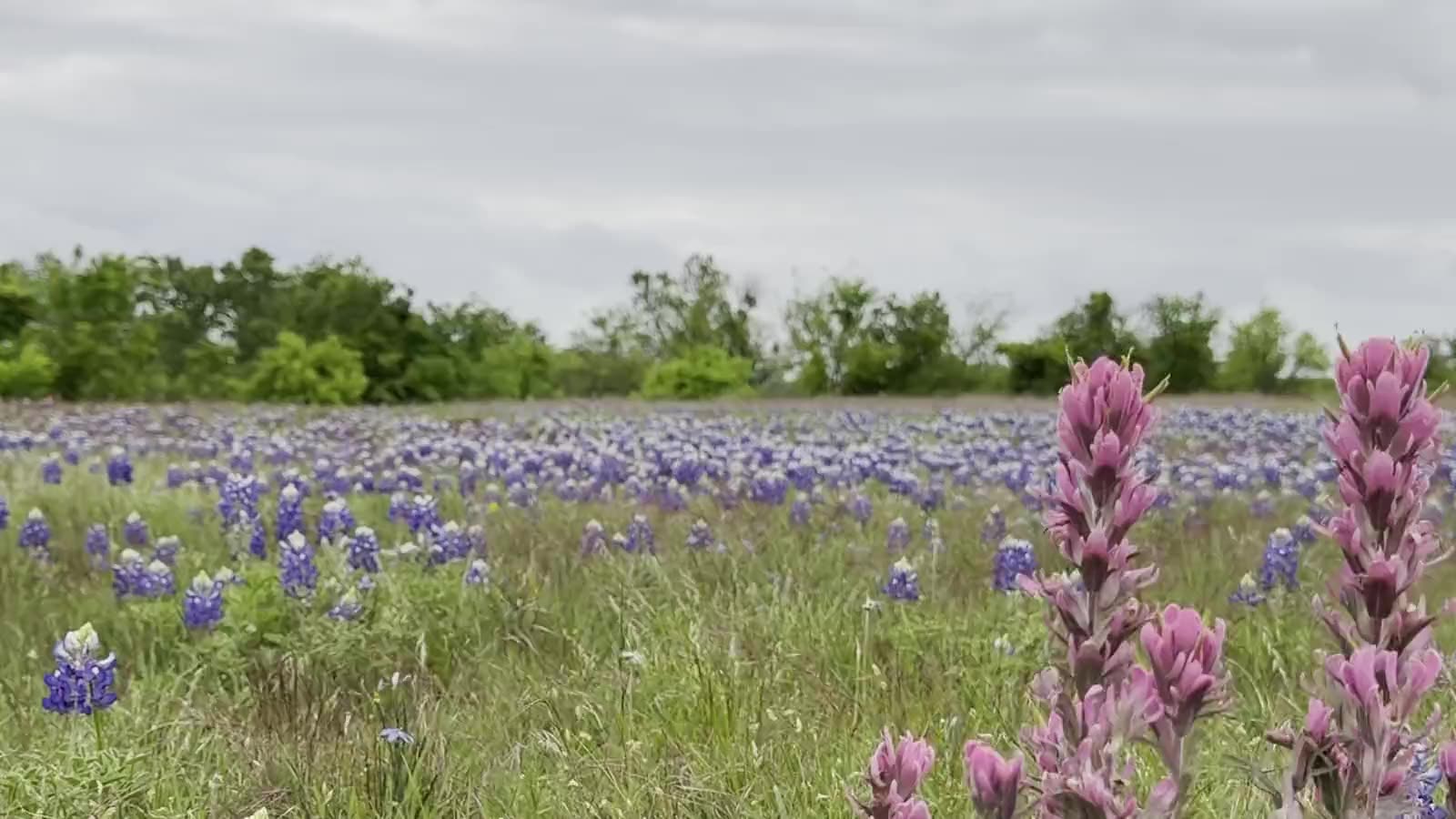 Bluebonnets and Indian paintbrush in the meadow at Pipe Fence Meadows