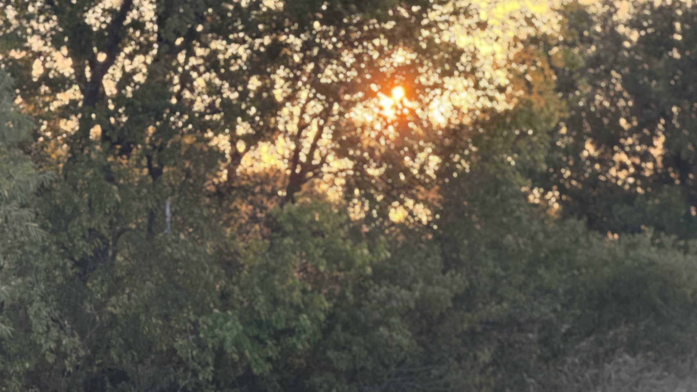 Sunset through the tree line at Pipe Fence Meadows